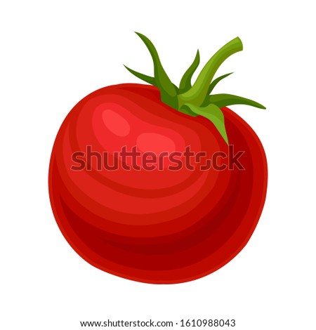 Whole Fresh Ripe Red Tomato, Organic Healthy Vegetable Vector Illustration