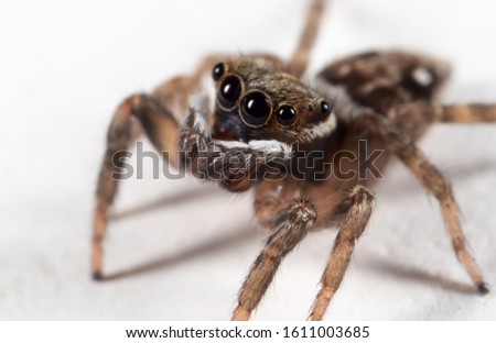 Macro Photography of Brown Jumping Spider on White Floor