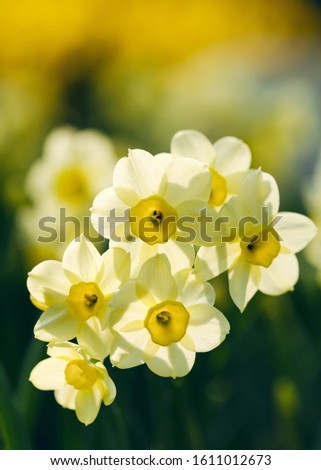 Spring flowers of daffodils 'Minnow' in the backlight. Beautiful blooming flowerbed full of narcissus in sunshine. Natural backdrop for Easter holiday or women day. Royalty-Free Stock Photo #1611012673