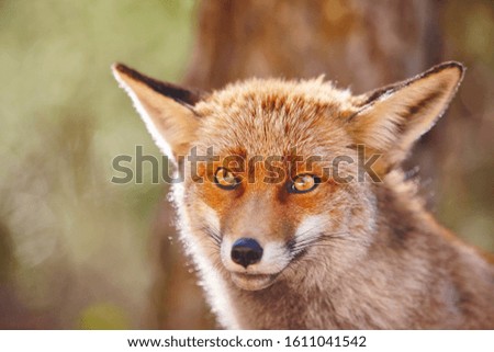 Fox head with geen background. Wildlife in the forest. Animal