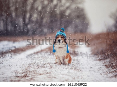 cute puppy red dog Corgi sits on a walk in a winter Park in a funny blue knitted hat with earflaps during a snowfall