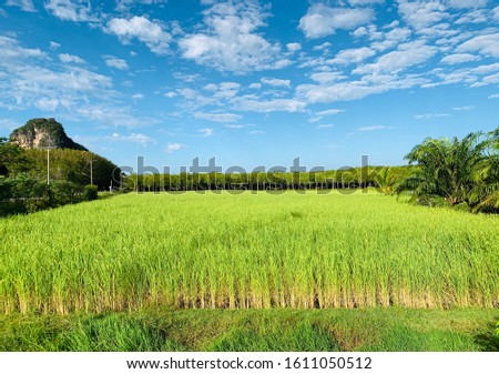 Green rice fields Can see the beautiful rubber tree Popular places to take pictures In Na Muen Si Subdistrict, Trang Province
