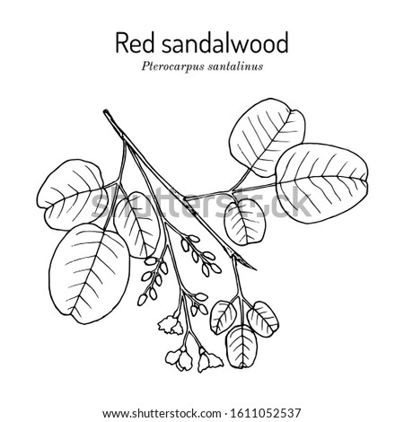 Red sandalwood (Pterocarpus santalinus), medicinal plant. Hand drawn botanical vector illustration