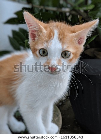 a portrait of handsome kitten