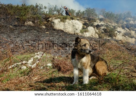 Shepherd dog in mountain area burned by forest fire
