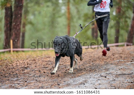 Canicross dog mushing race. Husky sled dog attached to runner. Autumn competition.