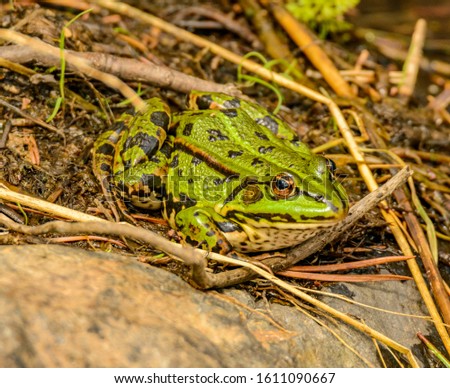 common european green hopper frog on the ground, wild