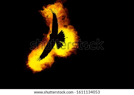 Bird of prey. fire effect. Black background. 