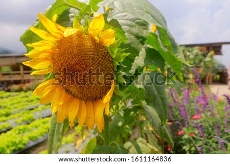 A sunflower in the garden