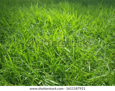 Green grass texture for background. Green lawn pattern and texture background. Close-up.

