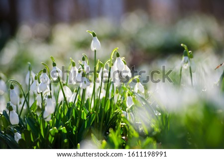 Snowdrop or common snowdrop (Galanthus nivalis) flowers.Snowdrops after the snow has melted. In the forest in the wild in spring snowdrops bloom. Royalty-Free Stock Photo #1611198991