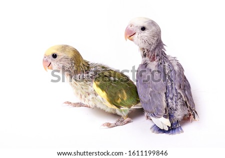Agaporni chicks couple on white background