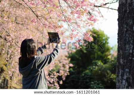 Woman take photo Cherry blossom garden at khun wang national park Chiang Mai in northern Thailand.