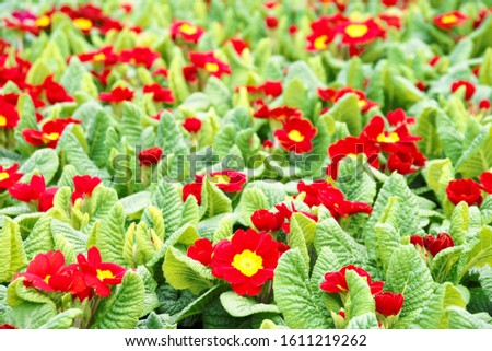 red primroses, filling the picture, in greenhouse