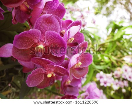 Colorful orchids are blooming in Thailand