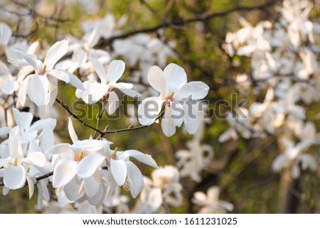 Magnolia white blossom tree flowers, closeup branch, outdoor. Beautiful flowering, blooming tree - blossomed magnolia branches in spring