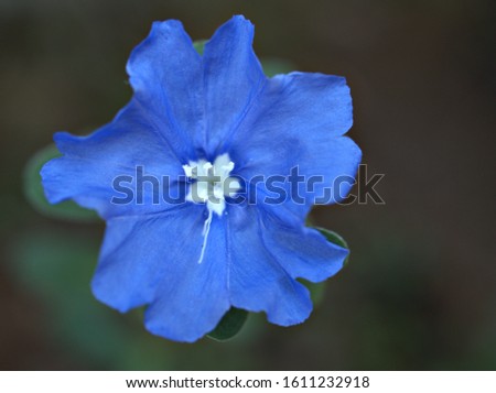 Blurred blue flower Evolvulus morning-glory isolated , soft selective focus ,macro image ,delicate dreamy beauty of nature for pretty  background ,blurred concept ,wallpaper ,flower head and gently 