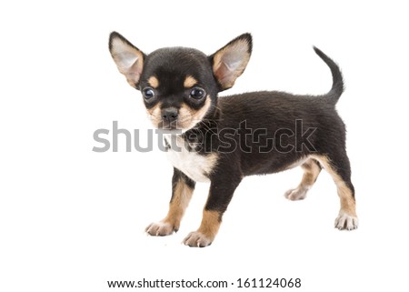 Chihuahua puppy om white background