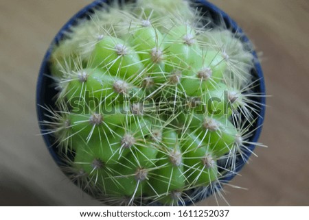 Beautiful desktop cactus background image.