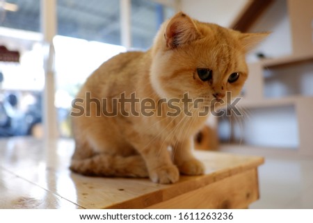 Orange cute cat pictures from Thailand