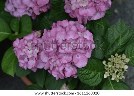 Pink flowers of hydrangea close-up. Natural hydrangea flowers background, shallow DOF.