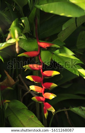 Heliconia bihai flower (Red palulu), Tropical flowers .Shallow dept of field. soft focus.