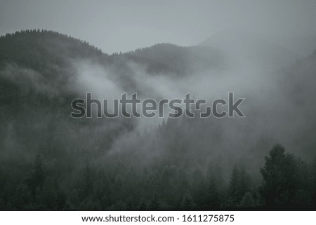 Mountain forest in the fog 