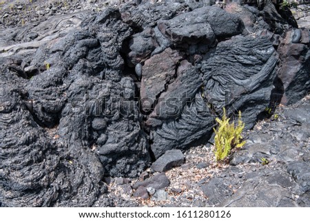 Small green plant showing first signs of new life springing up in an old lava flow on the big Island of hawaii