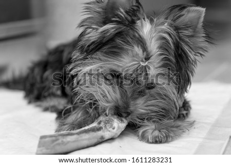 A small Yorkshire Terrier nibbles on a bone. A black-and-white photograph.