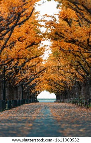 A straight road lined with ginkgo trees during autumn in Tokyo, Japan