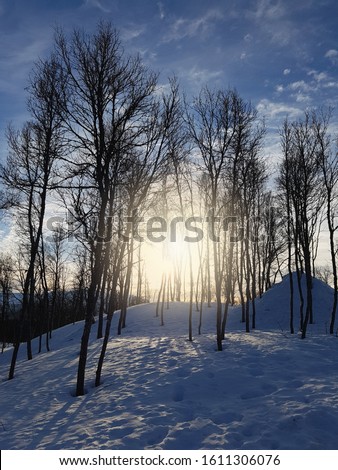 The sun shines through the dark silhouttes of birch trees in the snow in early morning. Beautiful sunrise in winter landscape.
