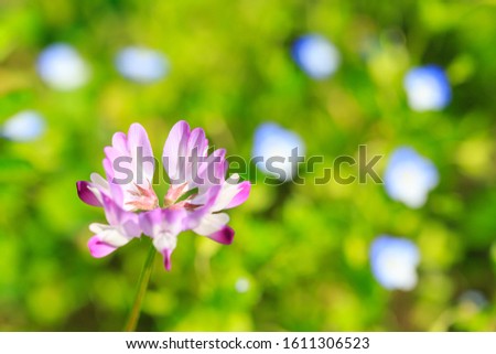 Field of chinese milk vetch, Astragalus sinicus, blooming at early summer