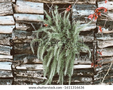 A green plants on the wood wall