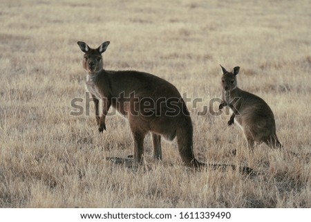 Eastern grey female kangaroo and baby