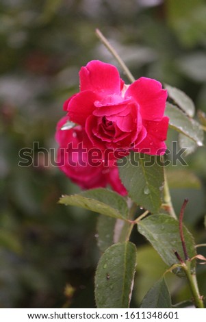 This is a Picture  of rose in ranisesion.