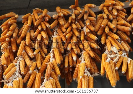 Hanging corn on the cob 