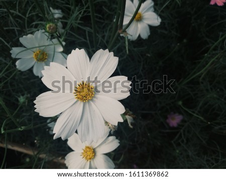 Closeup cosmos flower blooming in the dark background.