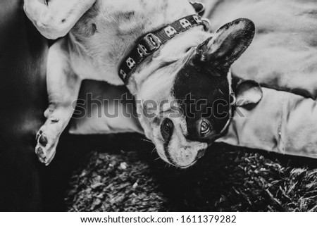 Cute frenchie bulldog resting / bw picture