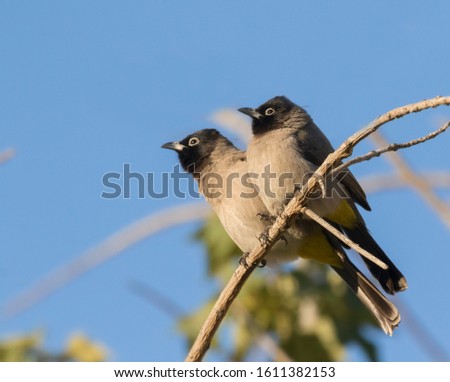 The couple of white-spectacled bulbuls (Pycnonotus xanthopygos) on the blue sky background, Beer Sheba, Israel