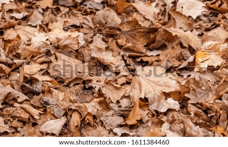Dry leaves from trees (Linden, maple, oak) on the ground close-up in autumn