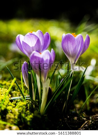 Crocus in garden with a bright yellow pistril