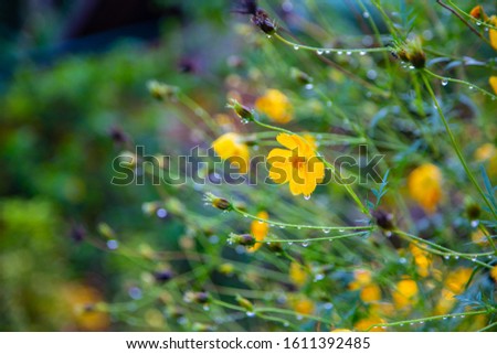 Nature yellow daisy flower with morning dew with blur background