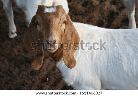 picture of a baby goat