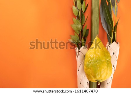 Composition of Jewish Sukkot festival symbols. Banner with space for text. The lulav - set of four species: etrog, palm frond, myrtle and willow twigs on orange background.