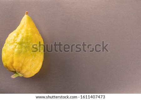 An etrog fruit - banner with a Jewish Sukkot festival symbol and a text space. A ripe citron. Part of the lulav - set of four species: etrog, palm, myrtle and willow on a gray background.