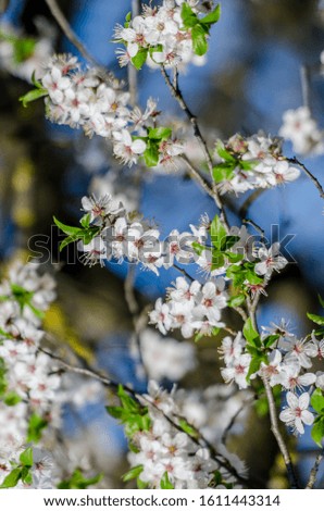 Blooming spring. Spring. Cherry blossoms on a blue white sky. Blue sky in colors. White flower petals and yellow stamens. A beautiful vertical picture of spring. 