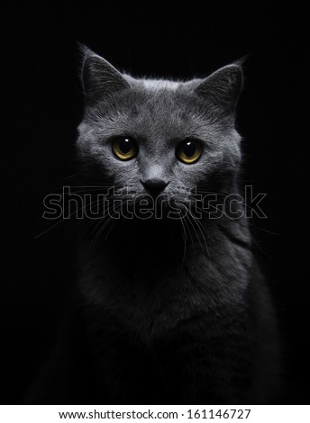 grey cat portrait close up on dark background watching