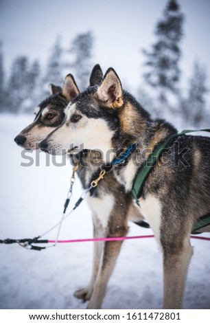 faithful huskey in lapland finland waiting to pull the sledge throug the snowy winter landscapes with white background of snow