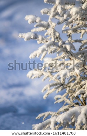 Frozen pine trees against the sky. Winter forest landscape on a frosty day, tree branches covered with hoarfrost with white snow. Peaks and crowns of trees are covered with snow against the blue sky.