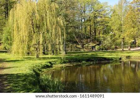 Willow green branches bend low over the smooth surface of the water